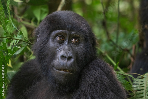 Mountain gorilla