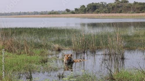 Bengal tiger resting in the water