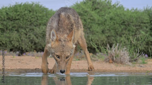Golden Jackal (Canis aureus) drinking water in the desert