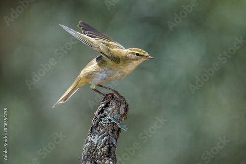 Common chiffchaff (Phylloscopus collybita). photo