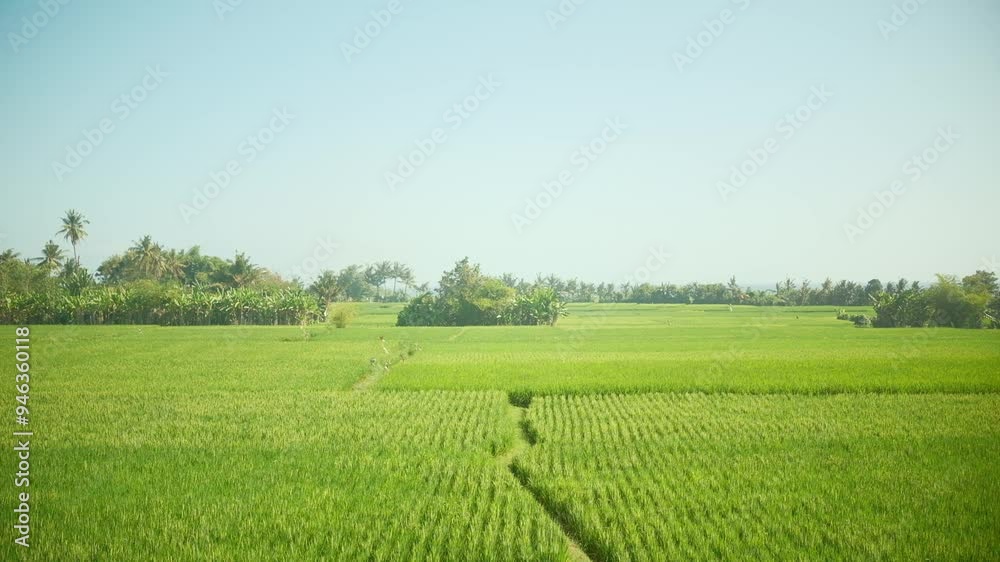 Scenic view of rice fields and blue sky Scenic view of rice fields and blue sky
