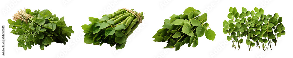 Set, collection of Moringa Dried Leaves isolated on transparent background. Set, collection of Moringa Dried Leaves isolated on transparent background.