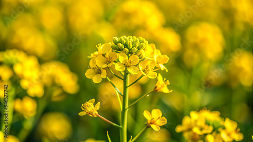 Yellow rapeseed field in the field and picturesque sky with white clouds. Blooming yellow canola flower meadows. Rapeseed crop in Ukraine.