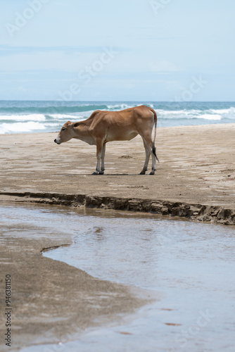 A cow stands near the beach