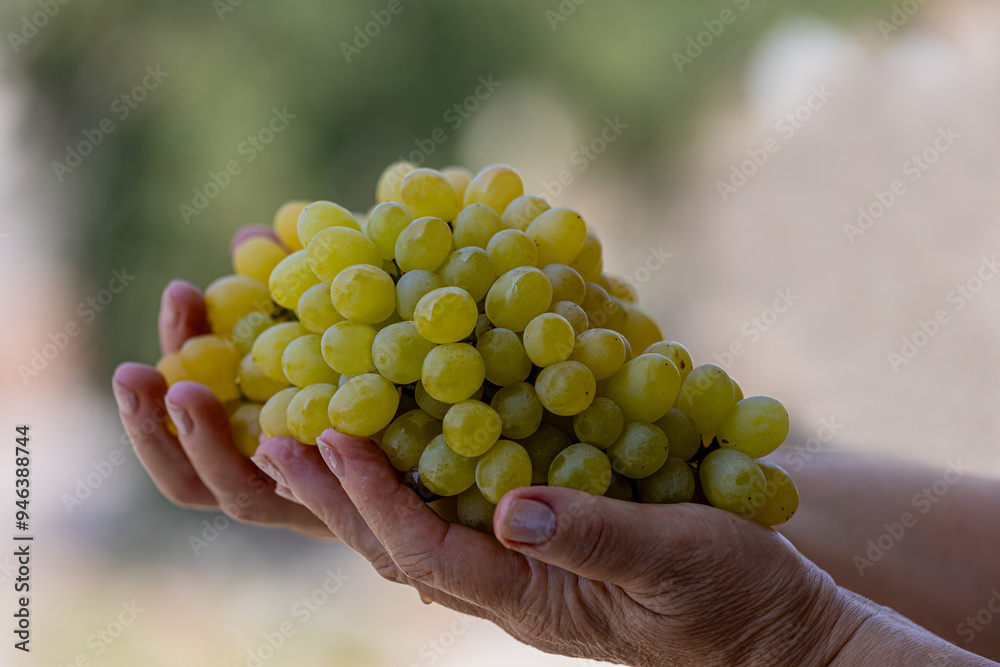 A bunch of yellow grapes in the palm of a woman