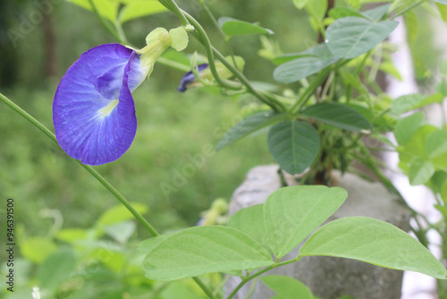 Asian pigeonwings flower plant on farm photo