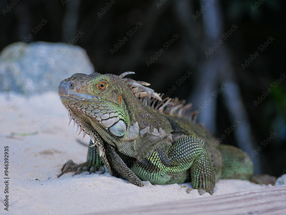Huge iguana lizard on the beach in Aruba Huge iguana lizard on the beach in Aruba