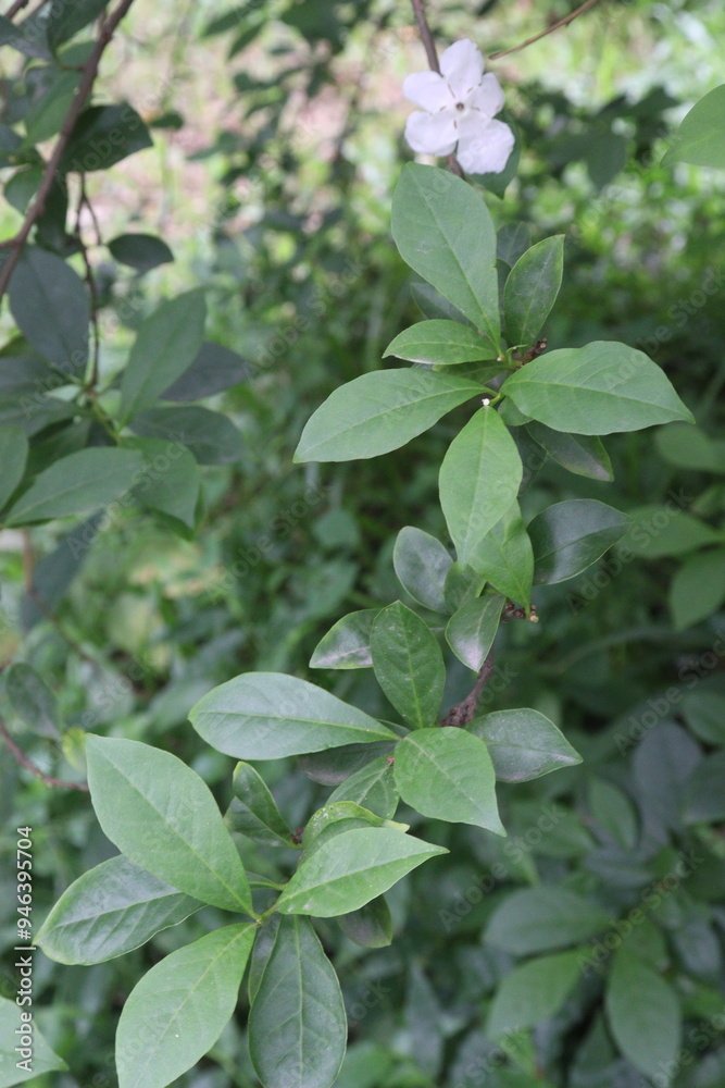 brunfelsia latifolia flower plant on nursery brunfelsia latifolia flower plant on nursery