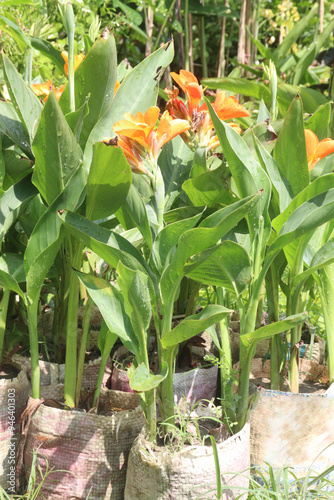 indian shot flower plant on nursery photo