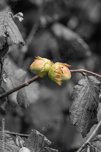 Young hazelnuts (filbert, kobnuss) grow on the tree. Green hazelnut from organic nut farms. Hazelnuts or coconuts with leaves in the garden. The concept of Filbert plant production harvest. Hazelnut photo