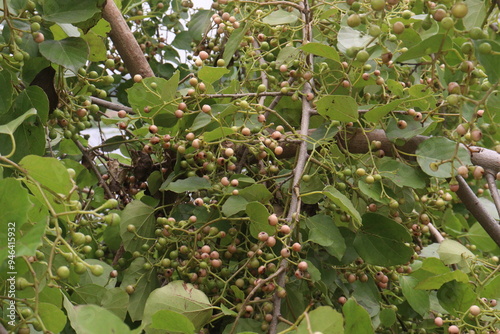 Obraz na płótnie green colored raw cordia dichotoma fruit on tree