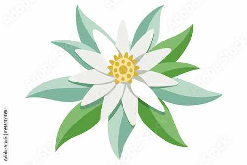 Edelweiss, watercolor clipart illustration with isolated background. 