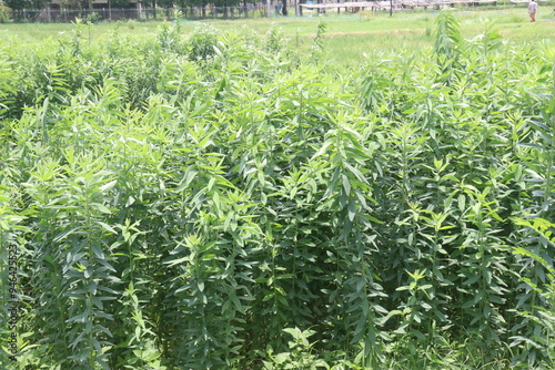 Crotalaria juncea plant on farm photo