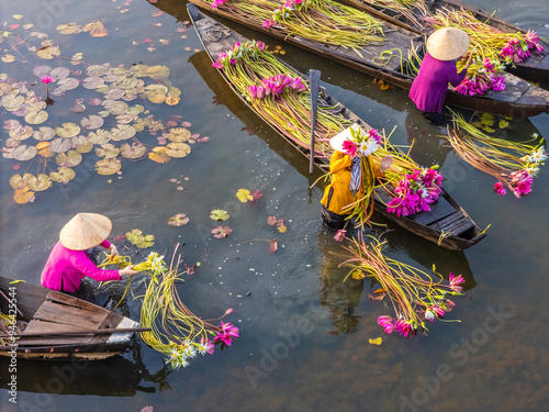 Aerial view of rural women in Moc Hoa district, Long An province, Mekong Delta are harvesting water lilies. Water lily is a traditional dish here photo