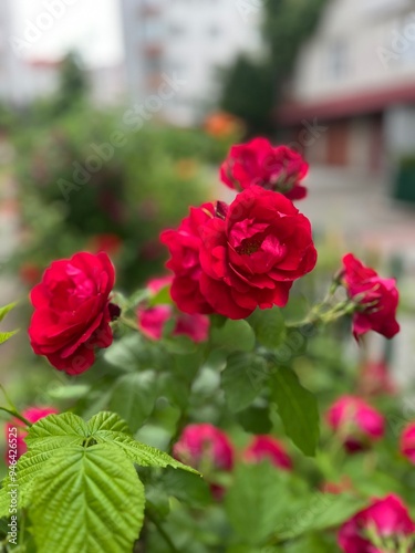 Red roses in the garden