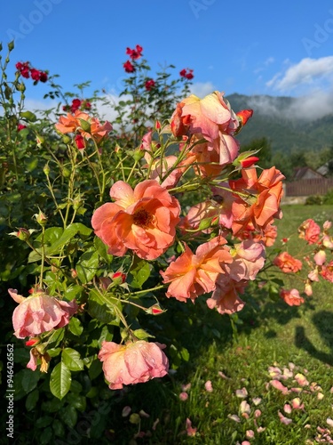 Orange flowers in the garden