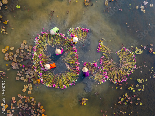 Aerial view of rural women in Moc Hoa district, Long An province, Mekong Delta are harvesting water lilies. Water lily is a traditional dish here