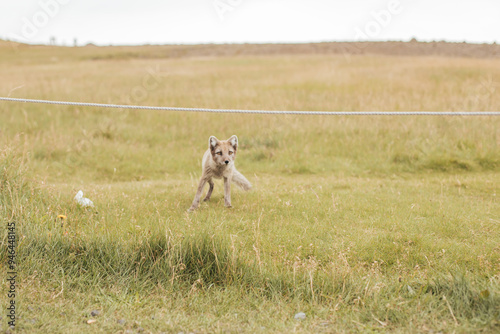 A wild fox in Iceland in the summertime. photo