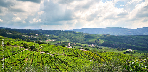Scenic Vineyard Landscape with Rolling Hills under Cloudy Sky, Marano di Valpolicella, Verona, Italy