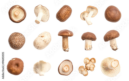 A collection of various types of mushrooms, showcasing unique shapes, colors, and textures for culinary and botanical use.