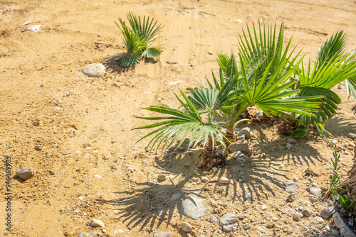 Young palm trees on sandy beach.