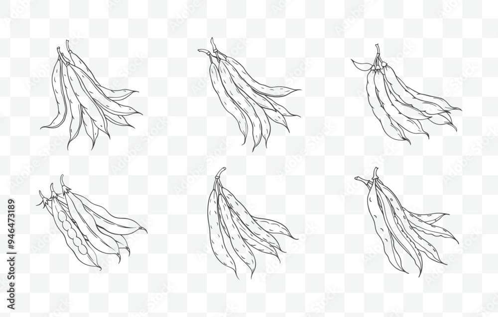 Fototapeta premium Print Green Beans Line Art Vector Set - Elegant and Detailed Illustrations of Fresh and Crisp Green Beans