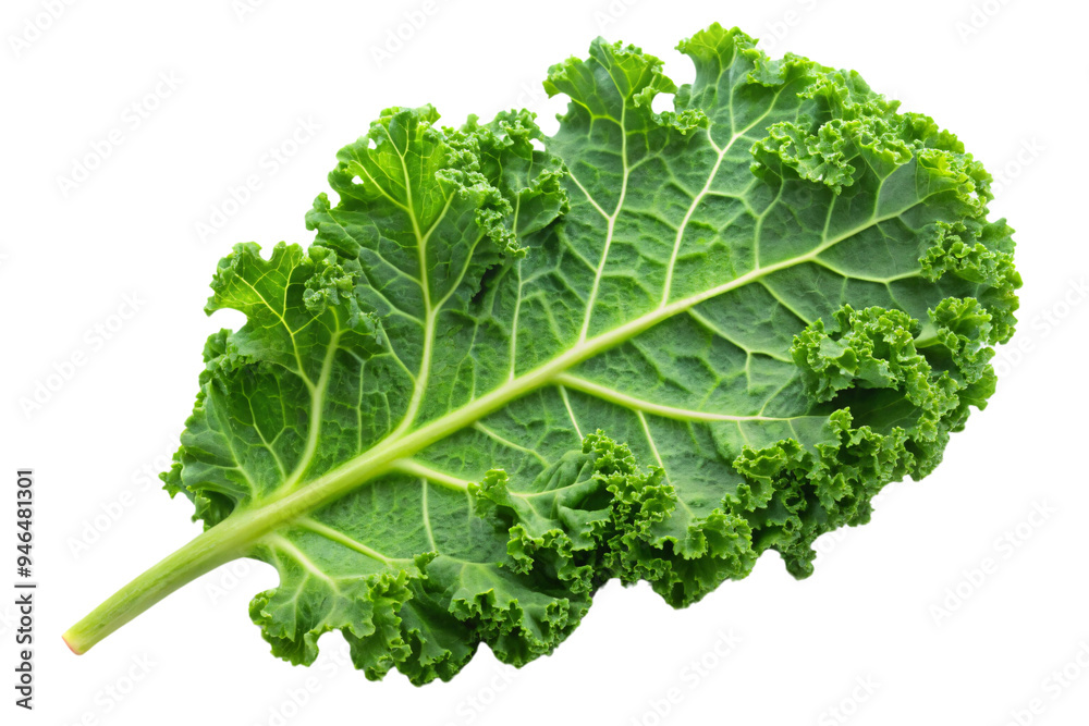 A kale leaf, with crisp curly edges and vibrant green hues, emphasizing the leaf’s intricate structure, on a transparent background A kale leaf, with crisp curly edges and vibrant green hues, emphasizing the leaf’s intricate structure, on a transparent background