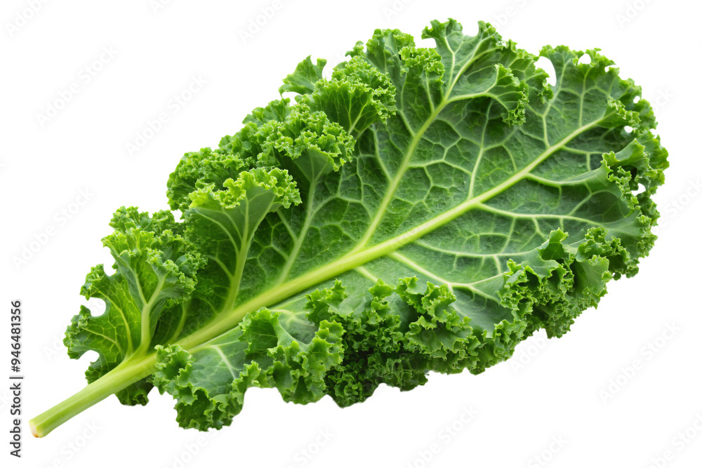 A kale leaf, with its stem highlighted, displaying the vibrant green color and curly edges, set against a transparent background A kale leaf, with its stem highlighted, displaying the vibrant green color and curly edges, set against a transparent background