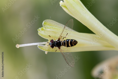 Fruit fly earing flower photo