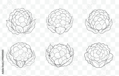 Print Cauliflower Line Art Vector Set with Detailed Illustrations for Design Projects and Creative Works