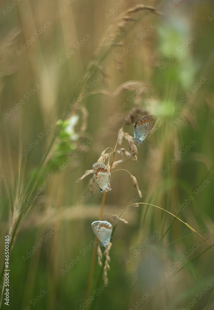 Summer Meadow with Flowers and Butterflies Summer Meadow with Flowers and Butterflies