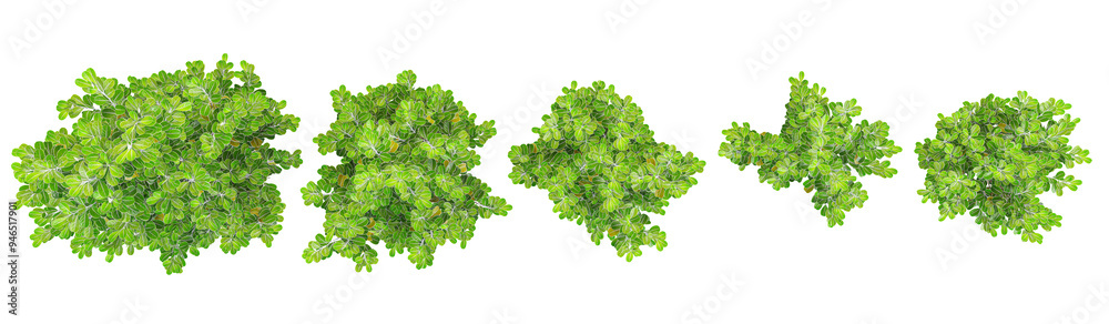 Obraz premium 3d rendering of Kaikaro trees on transparent background