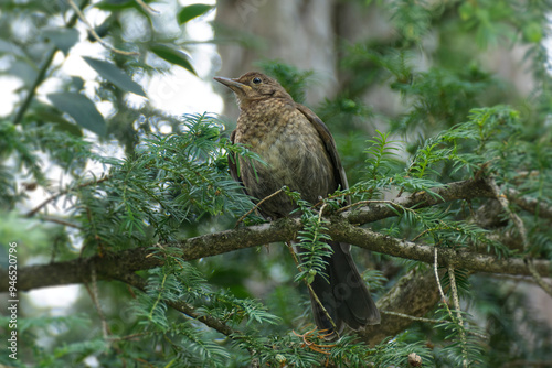 Wallpaper Mural Juvenile eurasian blackbird (Turdus merula) perched on tree branch in Zurich, Switzerland Torontodigital.ca