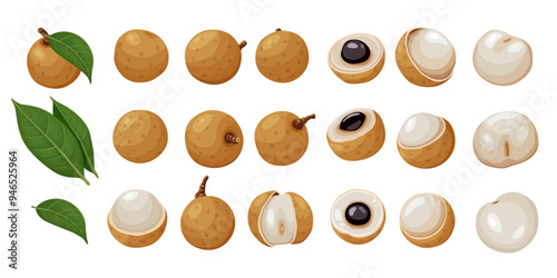 Summer tropical fruits for healthy lifestyle. Longan fruit. Vector illustration cartoon flat icon isolated on white.