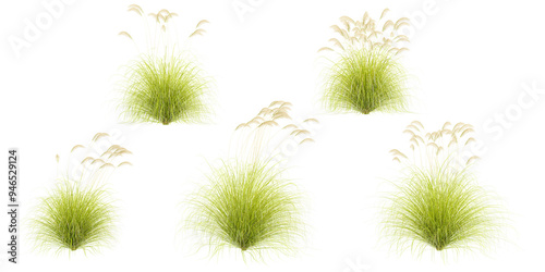 Cuadro en lienzo Collection of toetoe grass isolated on white background, tropical trees isolated