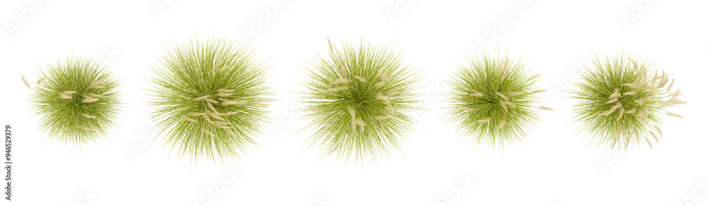 Collection of toetoe grass isolated on white background, tropical trees isolated used for design,top veiw, advertising and architecture,top view