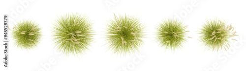 Collection of toetoe grass isolated on white background, tropical trees isolated used for design,top veiw, advertising and architecture,top view photo