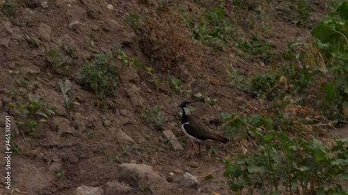 Lapwing vanellus foraging in green grassland and looking for food. Wildlife in nature scene. Farmland plover photo