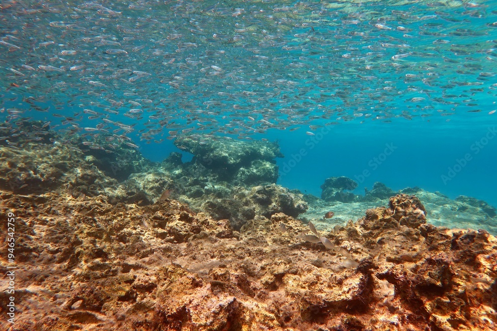 Fototapeta premium School of small swimming fish in the sea. Sea surface with fish and blue ocean background. Marine life, travel photo. Scuba diving with the marine life, underwater photography.