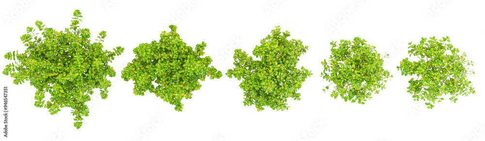 Fototapeta premium Set of taupata trees 3D rendering. top view, plan view, for illustration, architecture presentation, visualization, digital composition