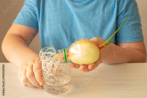 Sprouted onion and container made from a plastic bottle in the hands of a child. Germinated bulb for school experience.