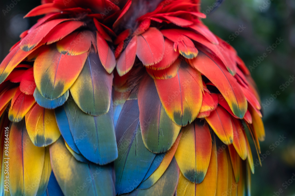 Fototapeta premium scarlet macaw