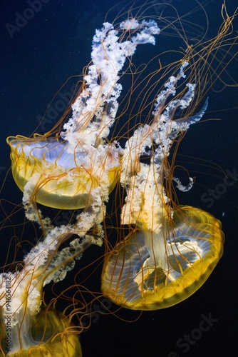 Pacific sea nettle, West Coast sea nettle (Chrysaora fuscescens) in natural habitat