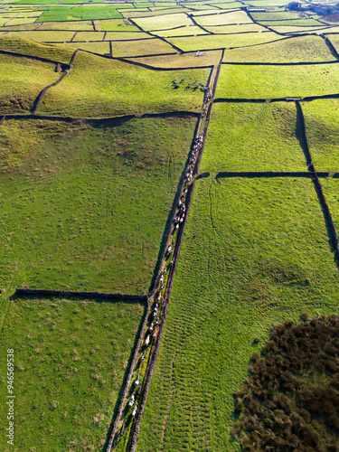 Manada de vacas nos campos de erva nas ilhas dos Açores  photo