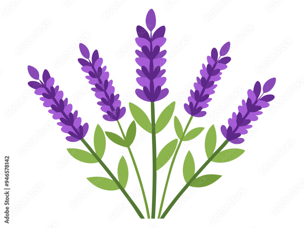 Naklejka premium Illustration of Fresh Lavender Stems with Purple Blooms - illustration of lavender stems with vibrant purple flowers and green leaves. Perfect for botanical projects, aromatherapy, and nature themes.