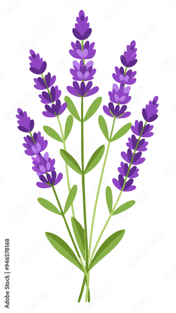 Fototapeta premium Illustration of Fresh Lavender Stems with Purple Blooms - illustration of lavender stems with vibrant purple flowers and green leaves. Perfect for botanical projects, aromatherapy, and nature themes.