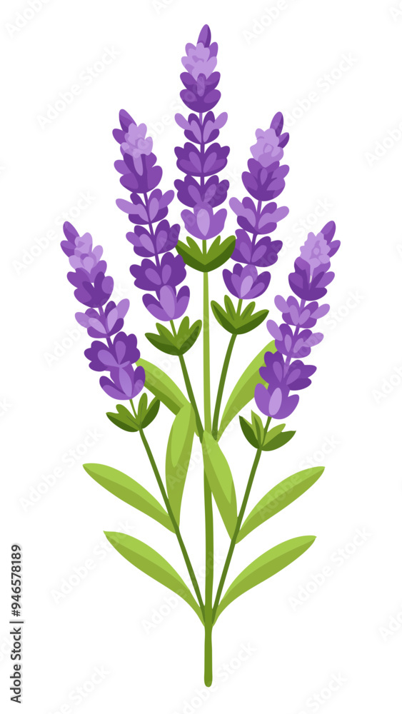 Naklejka premium Illustration of Fresh Lavender Stems with Purple Blooms - illustration of lavender stems with vibrant purple flowers and green leaves. Perfect for botanical projects, aromatherapy, and nature themes.