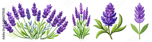 Illustration of Fresh Lavender Stems with Purple Blooms - illustration of lavender stems with vibrant purple flowers and green leaves. Perfect for botanical projects, aromatherapy, and nature themes.