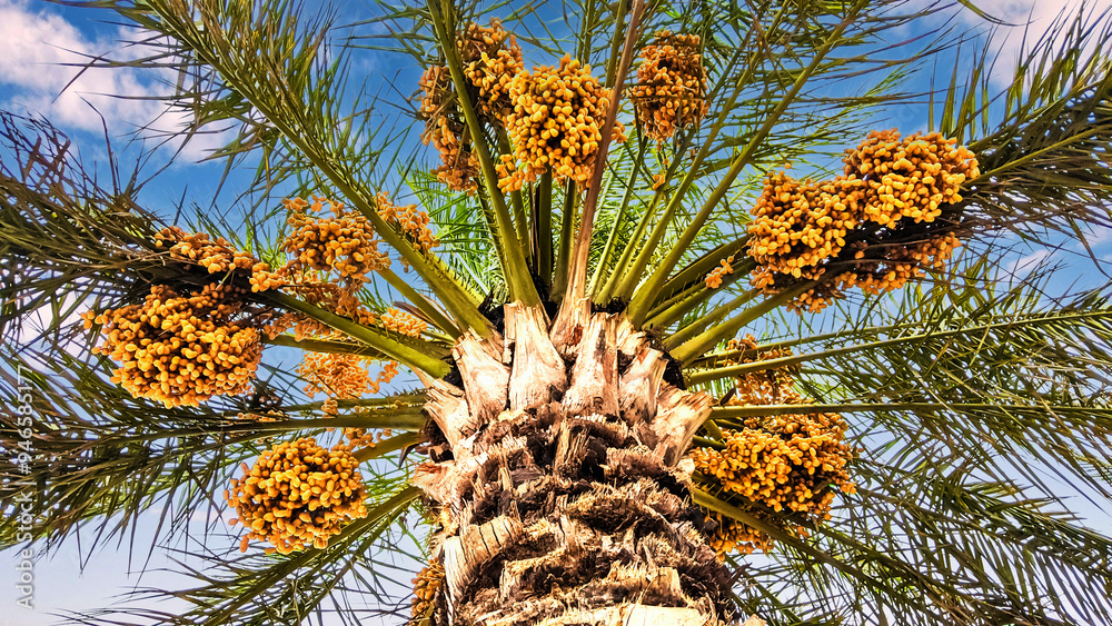 Low angle view of a date palm tree laden with fruits Low angle view of a date palm tree laden with fruits