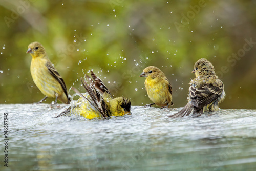Lesser Goldfinches bathe in a pool of water. There are water droplets flying in all directions. The background is a lovely soft green bokeh with space for copy.
